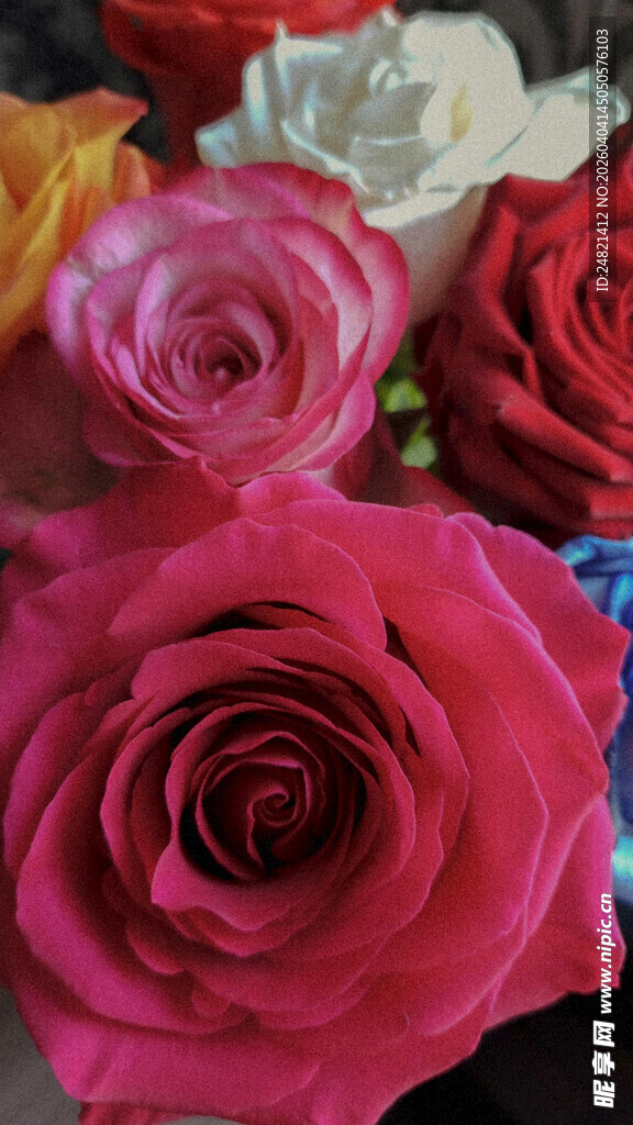 多彩娇艳玫瑰花束