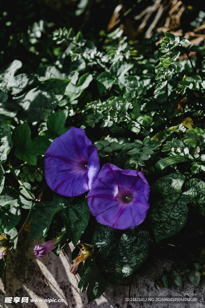 两朵紫色牵牛花