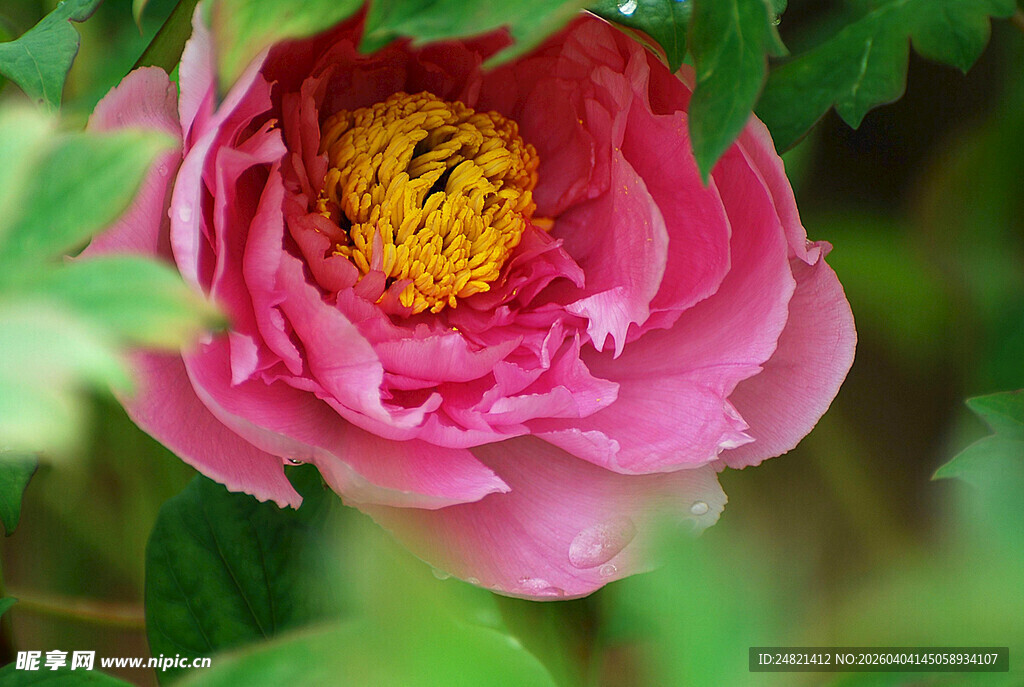 娇艳粉色牡丹花特写