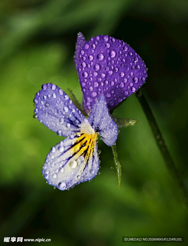 带露珠的紫色三色堇