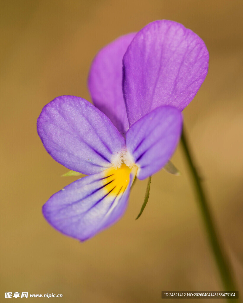 紫色三色堇花朵特写