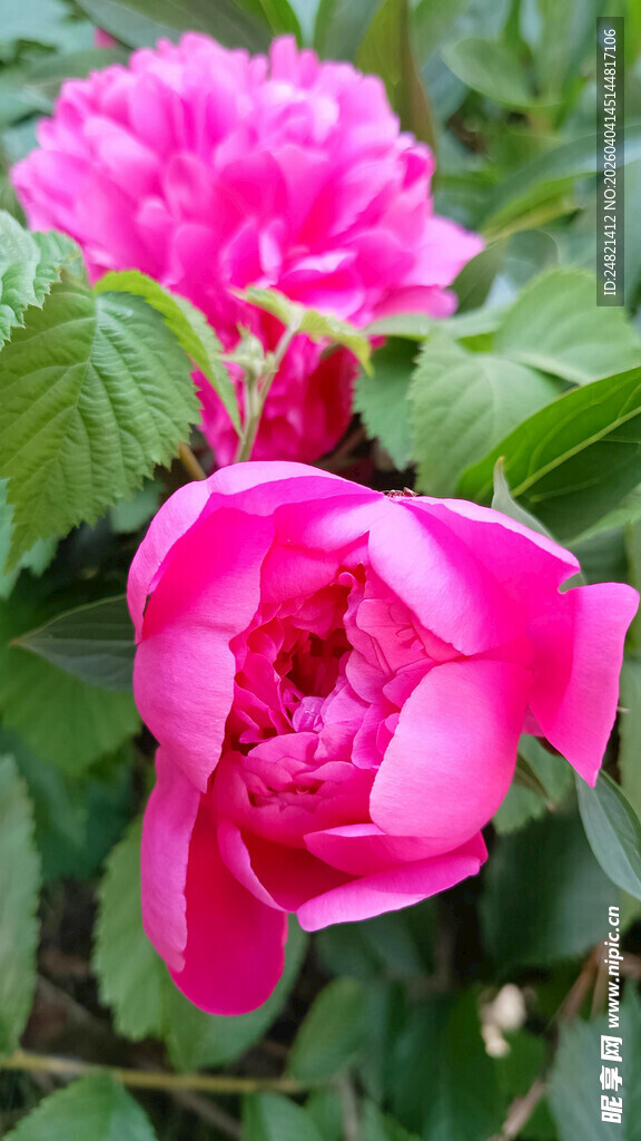 娇艳粉色牡丹花绽放