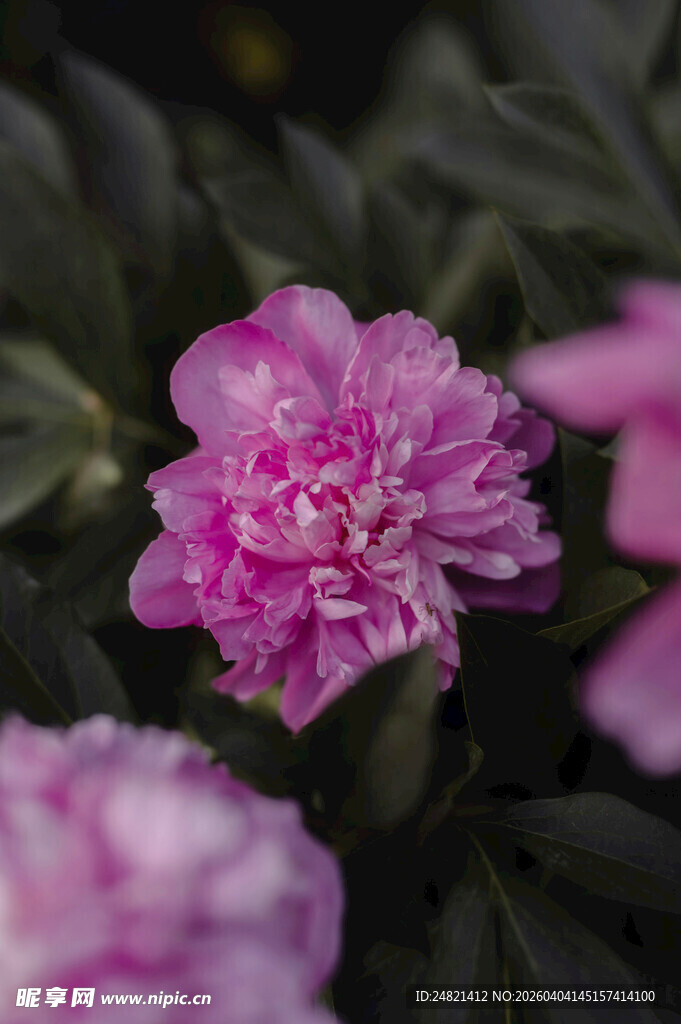 娇艳粉色芍药花绽放