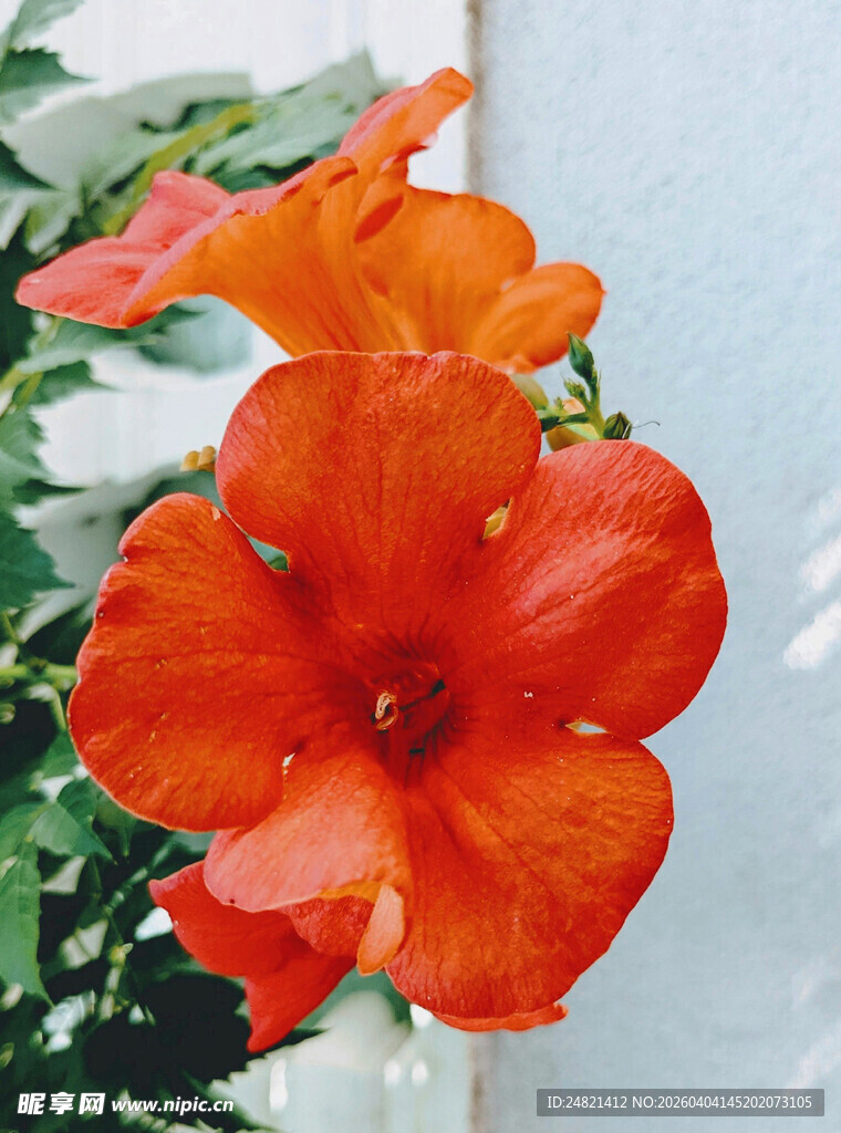 鲜艳橙红色凌霄花特写