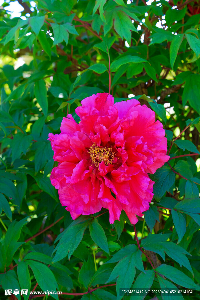 娇艳盛开的粉红色花朵