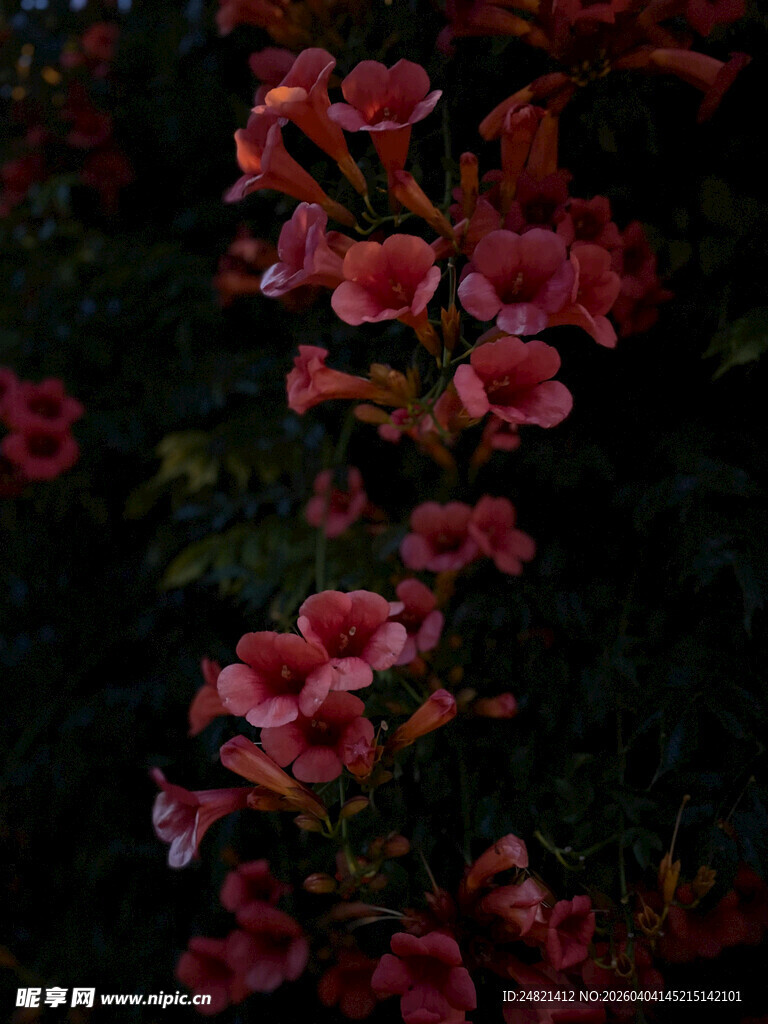 娇艳绽放的粉红色花朵