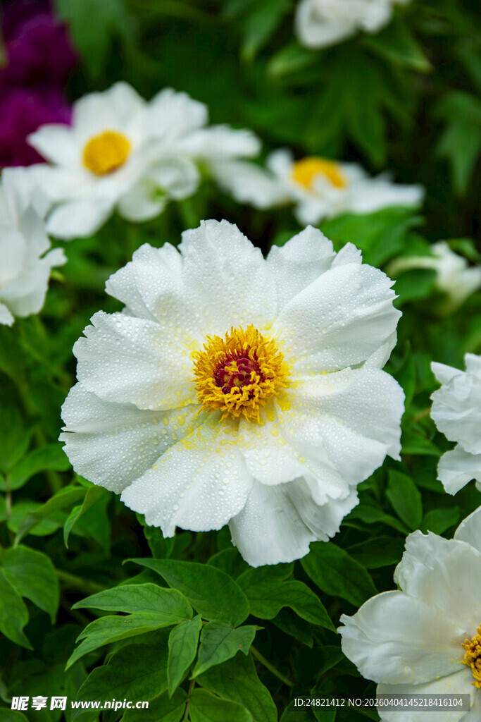 白色花卉绽放绿意间