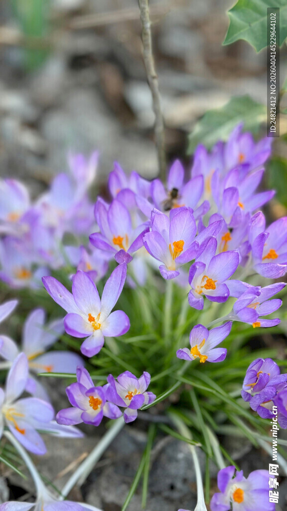 紫色番红花绽放美景