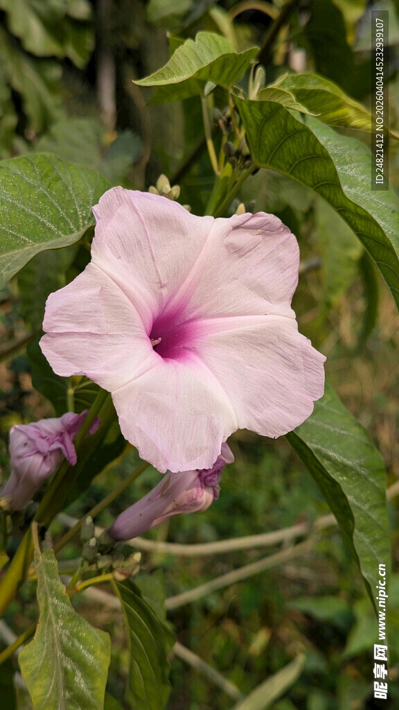 粉色牵牛花绽放