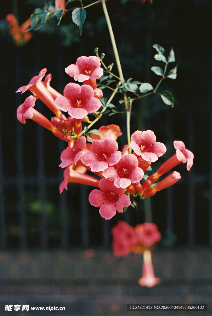 垂吊的艳丽凌霄花
