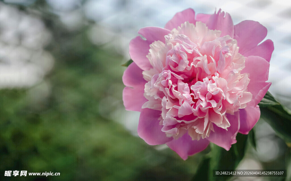 娇艳粉色芍药花绽放