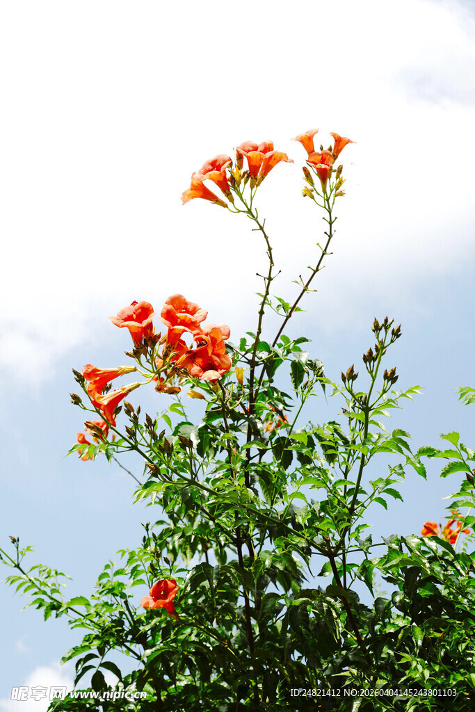蓝天映衬下的艳丽凌霄花