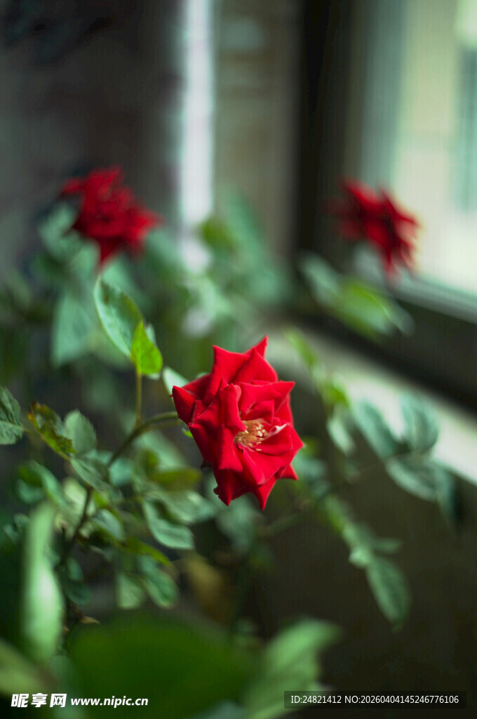 窗边绽放的娇艳红玫瑰