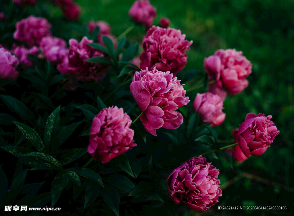 娇艳粉色玫瑰花丛