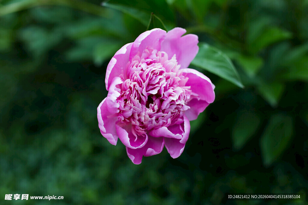 娇艳粉色芍药花