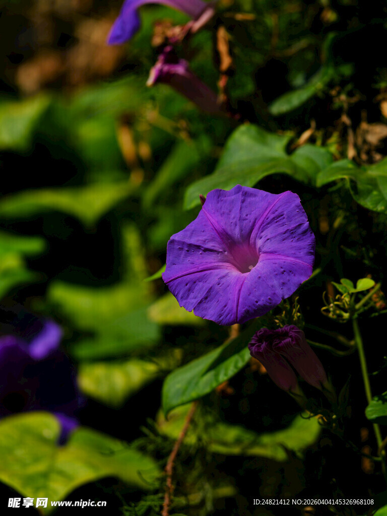 紫色牵牛花绽放绿叶间