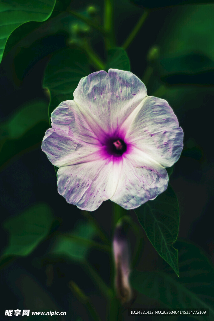 美丽绽放的白色牵牛花