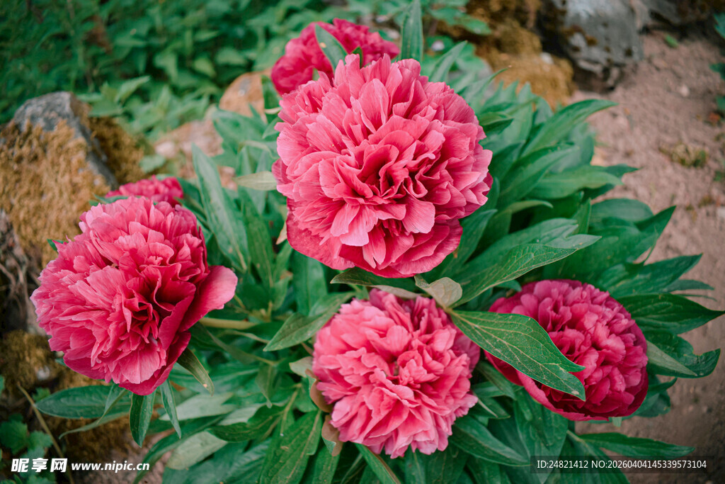 娇艳盛开的粉红色牡丹花