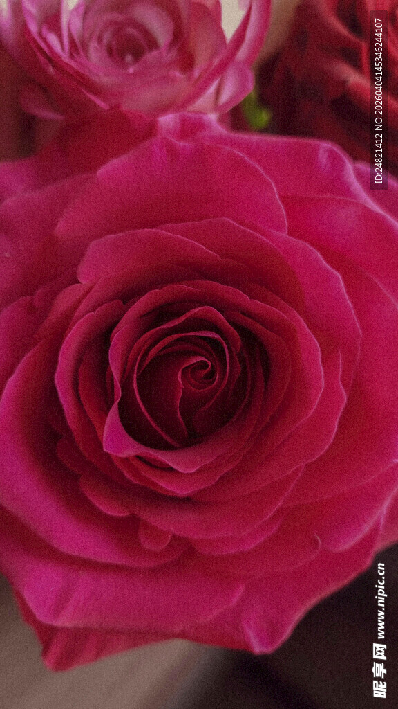 娇艳玫红色玫瑰花特写