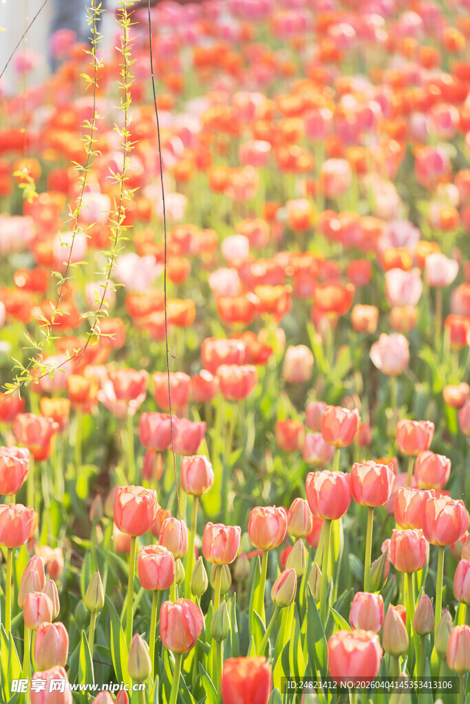 绚烂郁金香花海