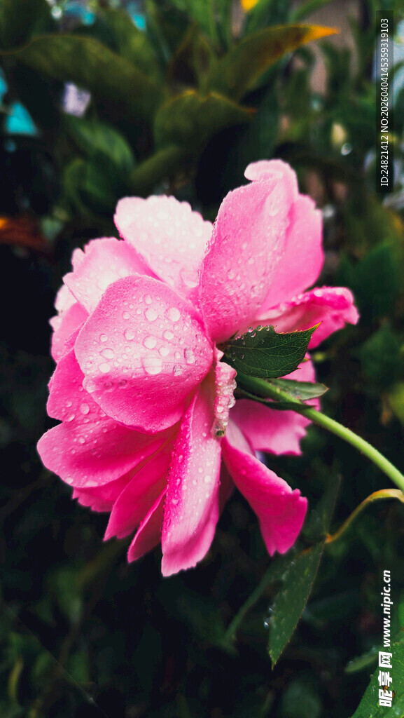 带水珠的娇艳粉色月季花