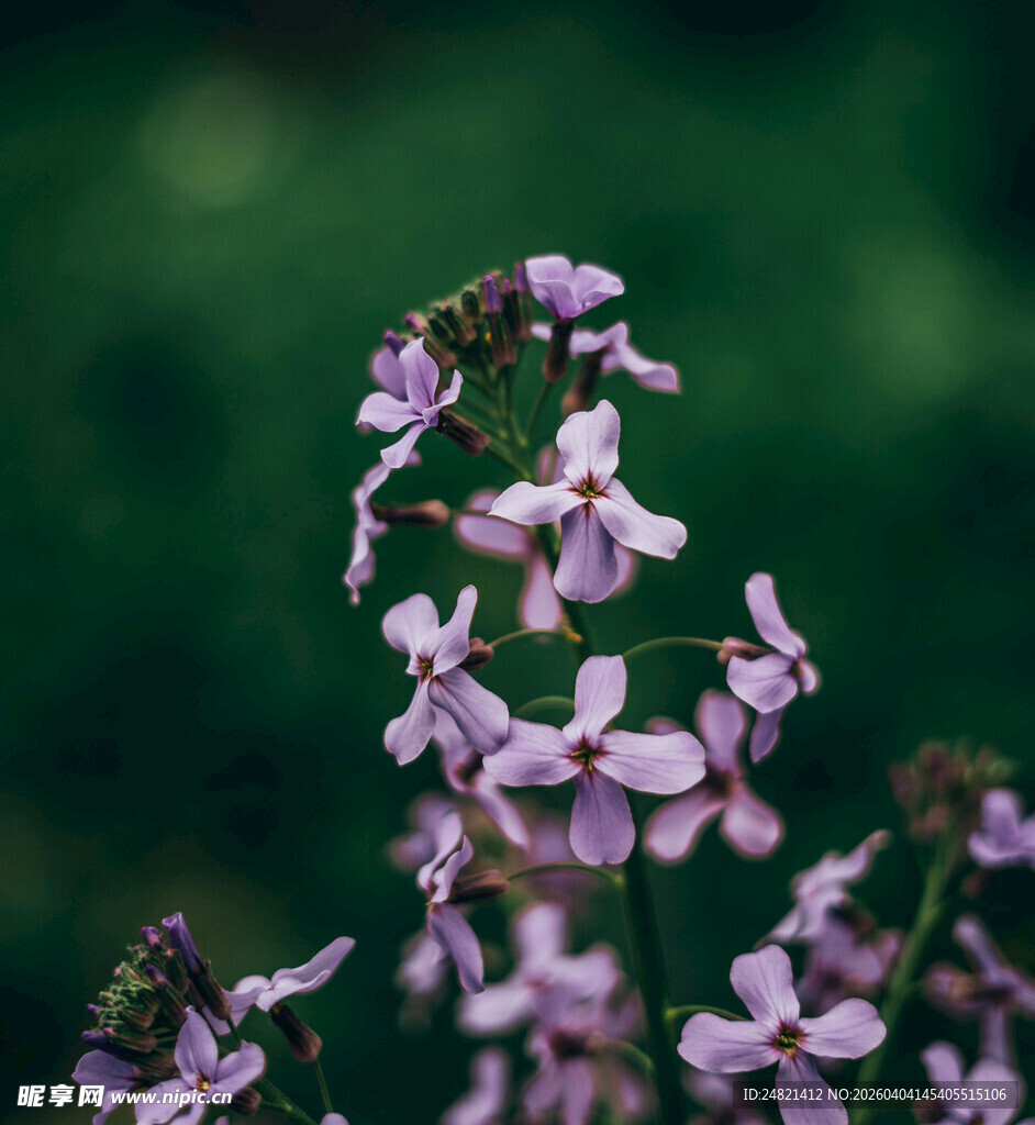 紫色小花绽放于绿意间