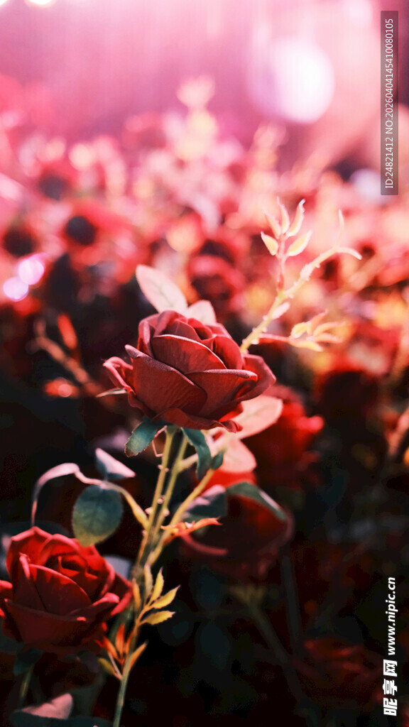 阳光下的娇艳红玫瑰