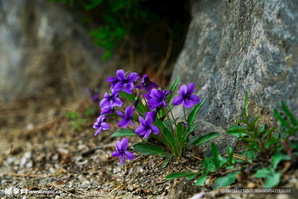 石缝中的紫色小花