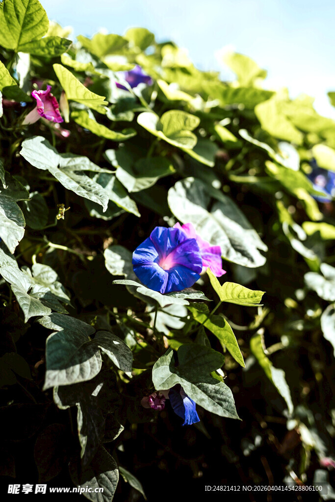 绿叶丛中的艳丽牵牛花