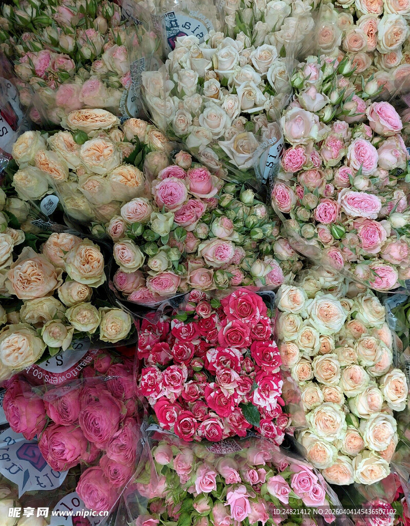 多彩花卉组合