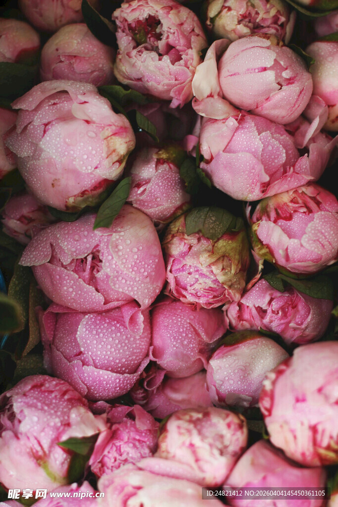 娇艳粉色牡丹花骨朵