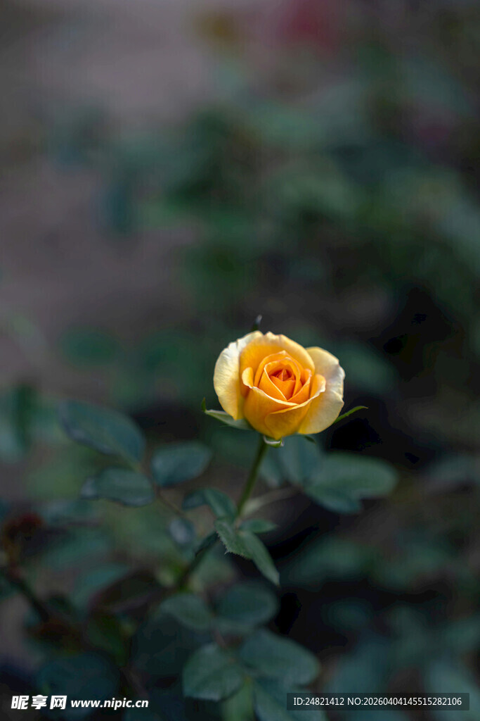 单朵黄玫瑰绽放
