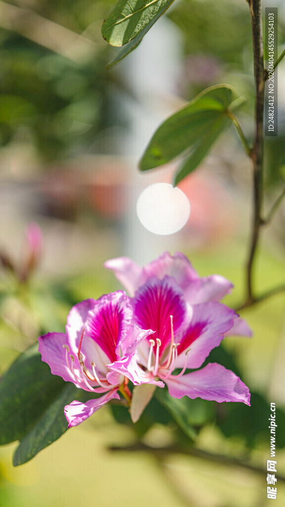 娇艳紫荆花绽放枝头