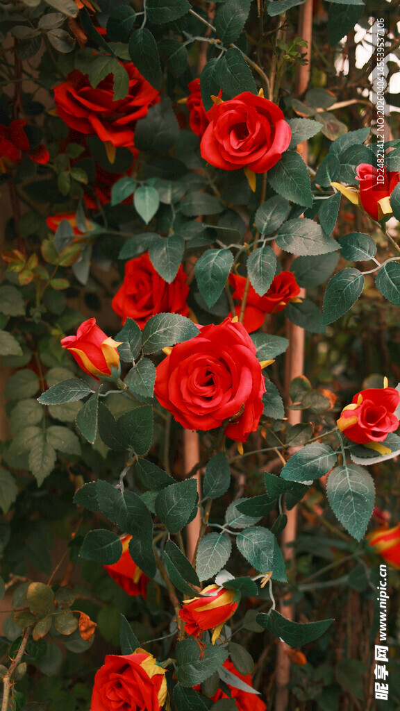 娇艳红玫瑰绽放生机