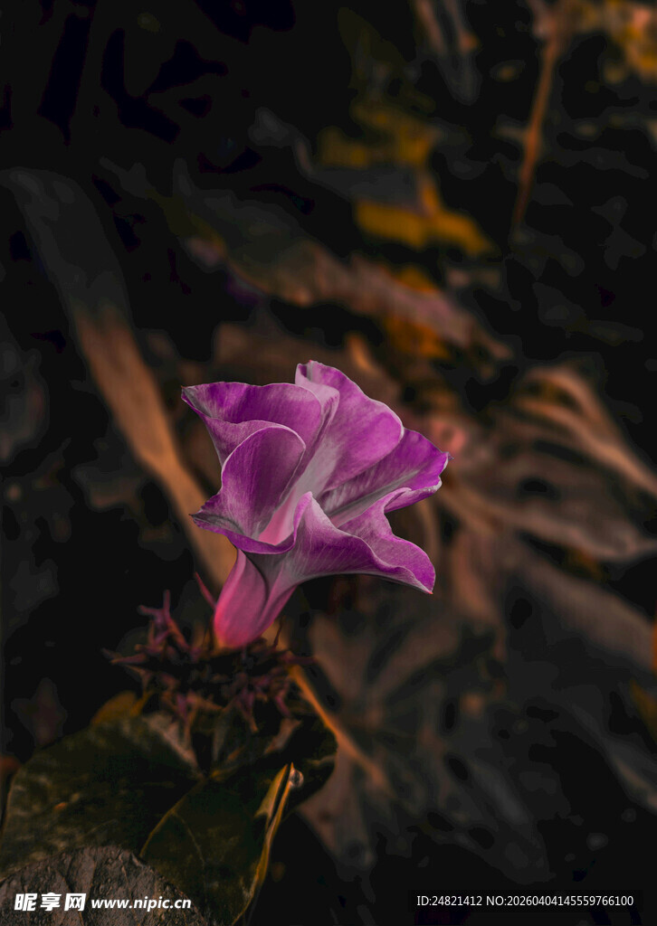 孤艳紫花绽于自然