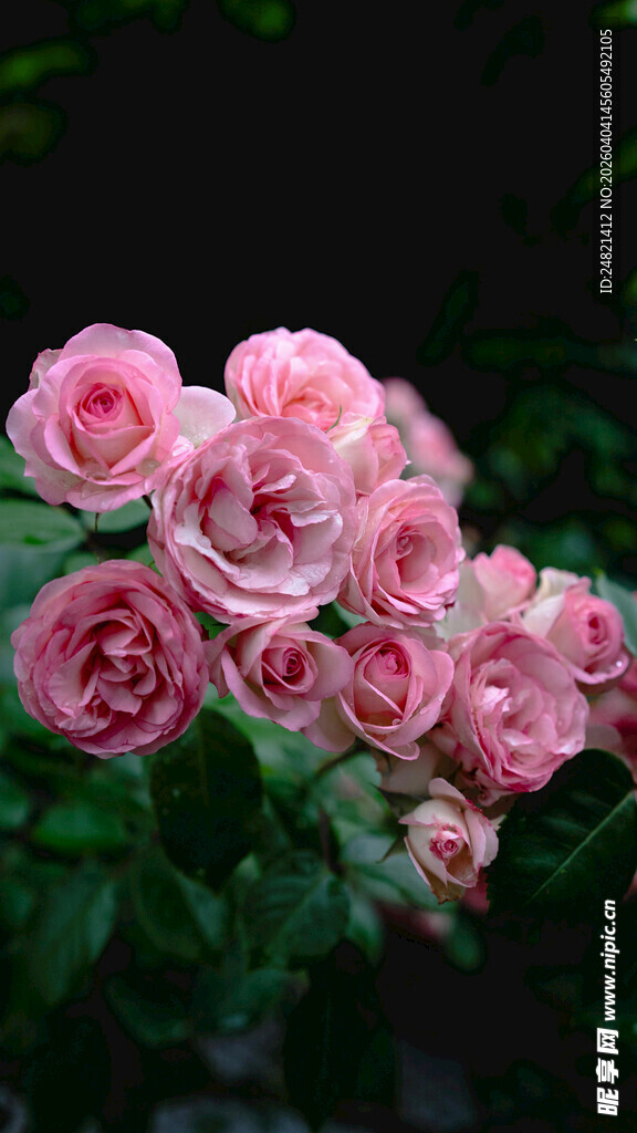 粉色娇艳月季花绽放