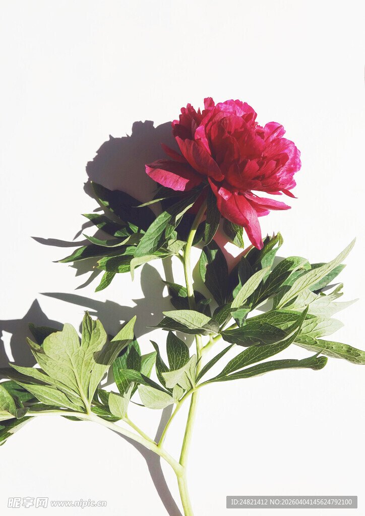 娇艳红牡丹特写