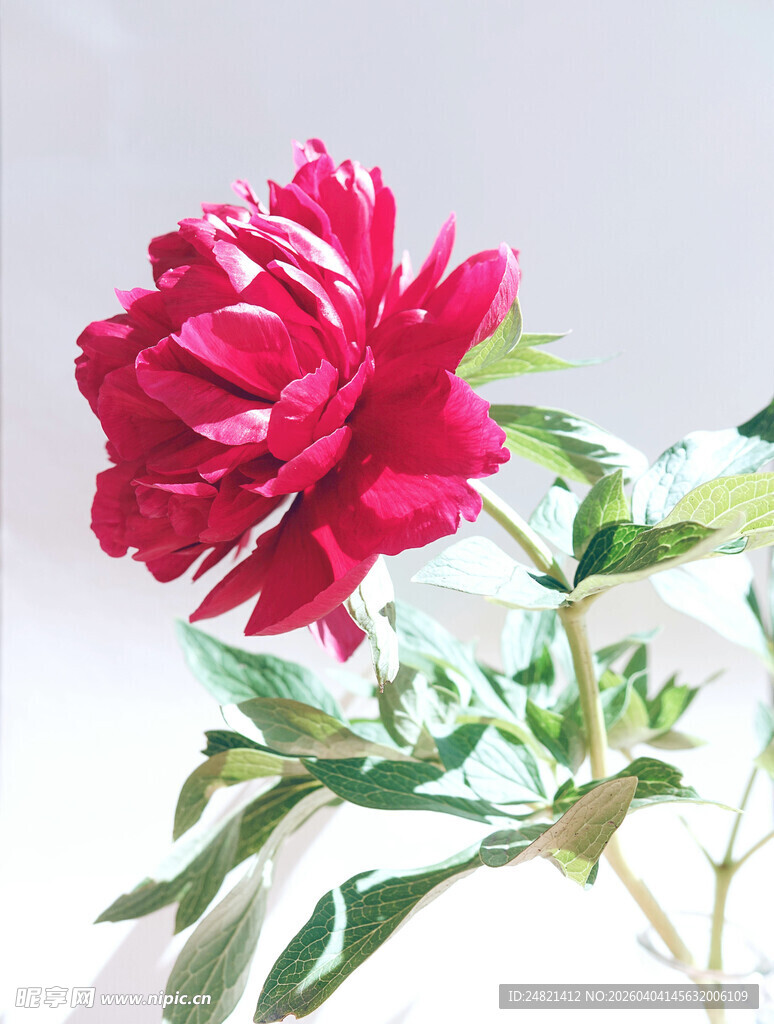 娇艳红牡丹特写