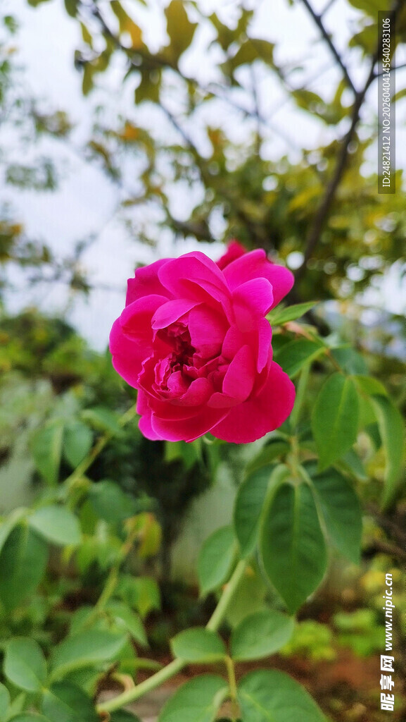 娇艳红玫瑰绽放于绿叶间