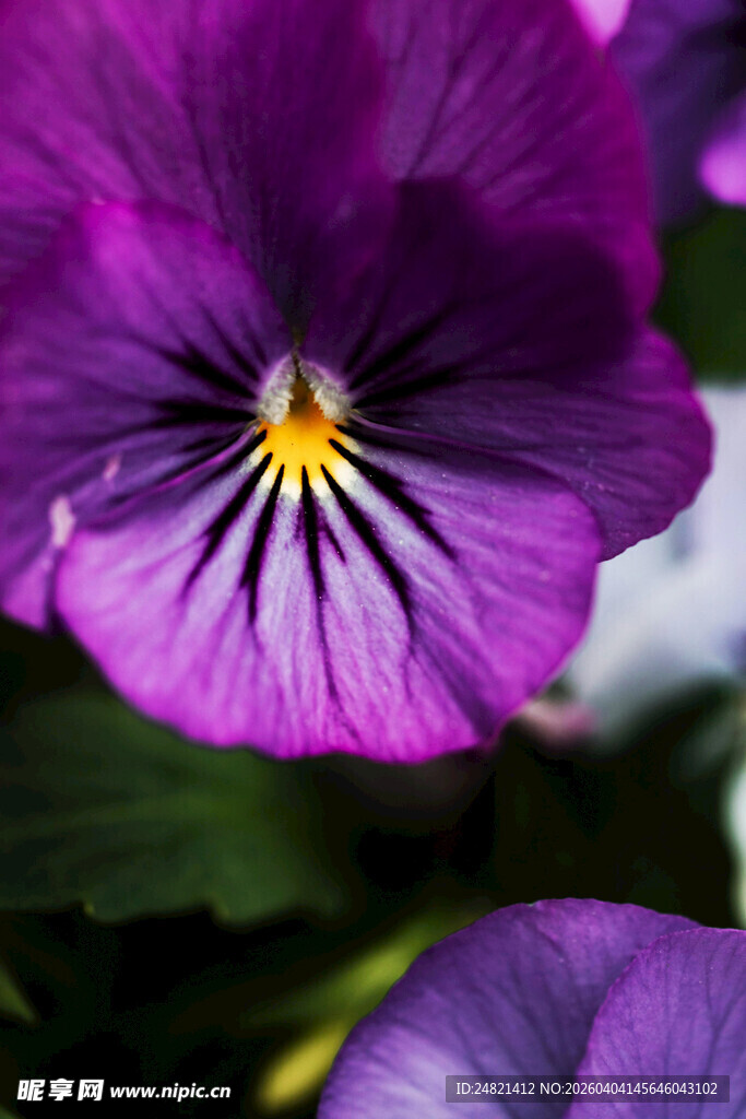 紫色三色堇花朵特写