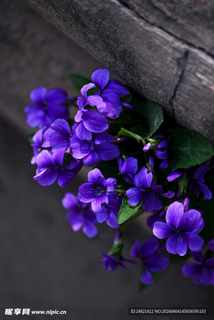 石缝中的紫色小花