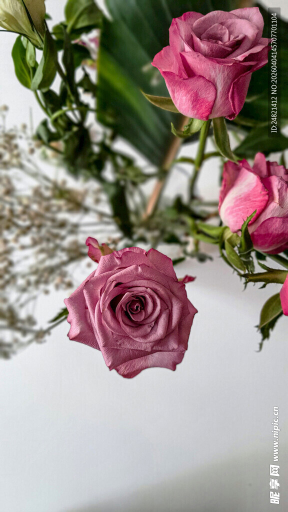 粉色玫瑰与枝叶特写