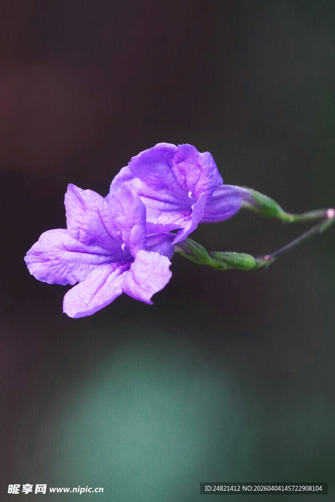 紫色小花特写