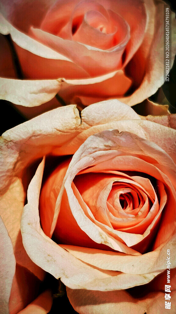 柔美渐变粉色玫瑰花