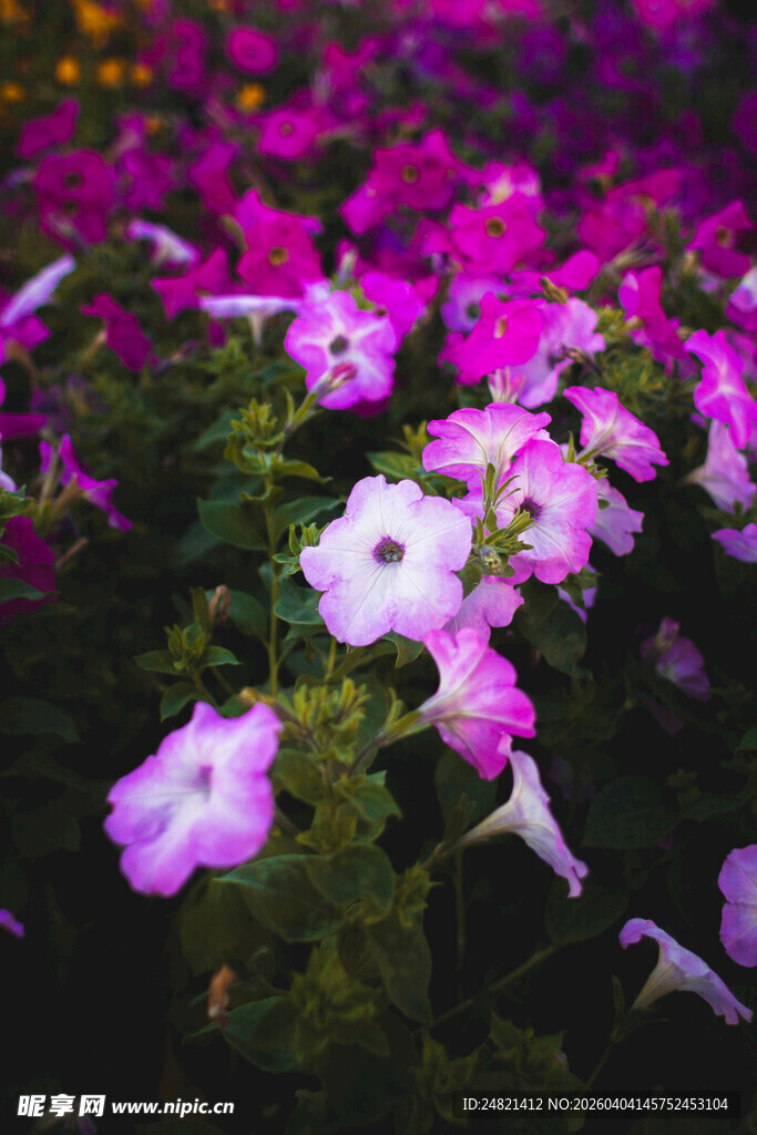 缤纷矮牵牛花绽放美景