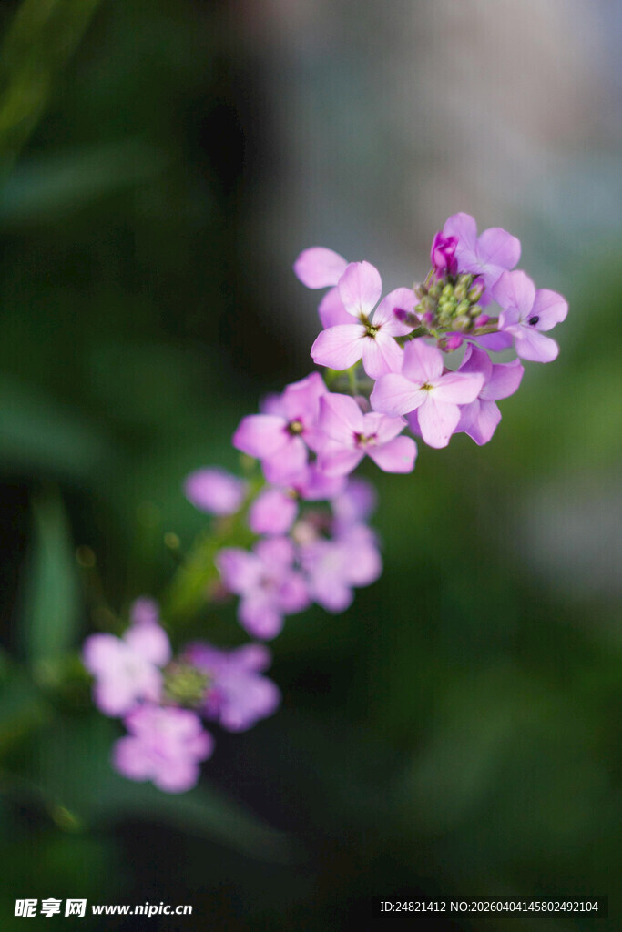 紫色小花绽放枝头