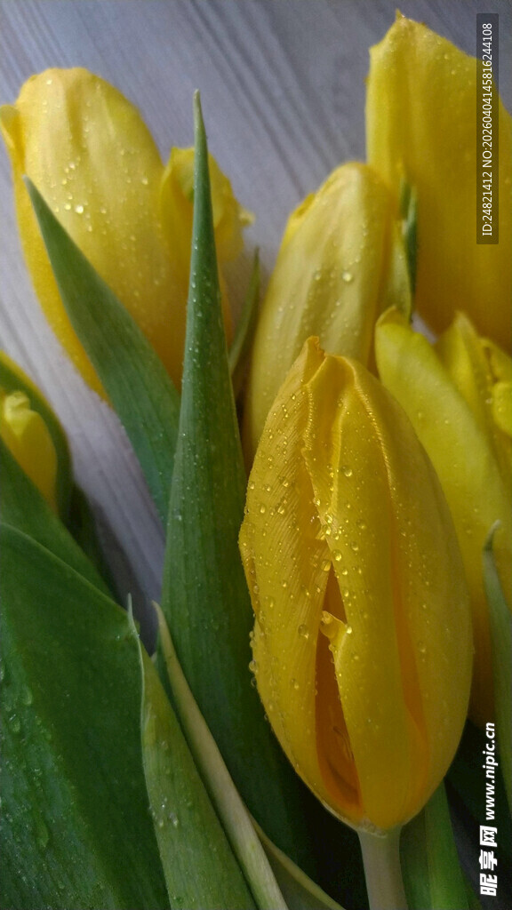 黄色郁金香花束特写