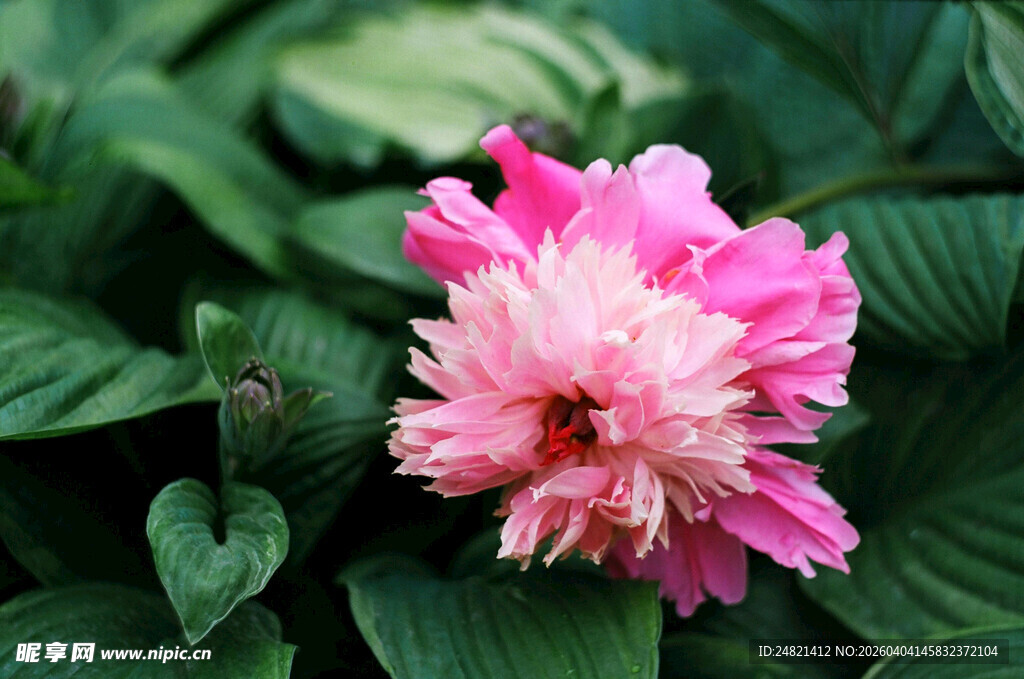 娇艳粉色芍药花