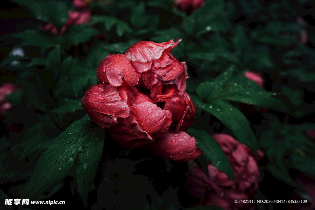 娇艳欲滴的雨中红牡丹