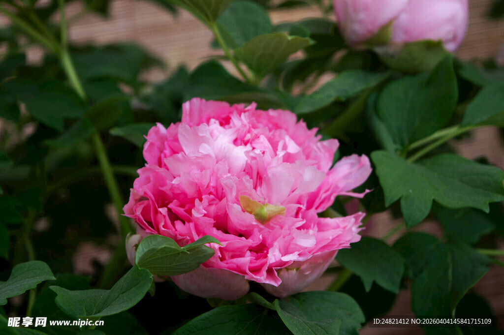 娇艳粉色月季花绽放